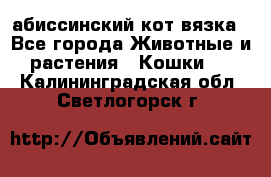 абиссинский кот вязка - Все города Животные и растения » Кошки   . Калининградская обл.,Светлогорск г.